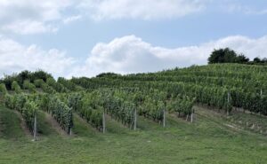 Panorama Winnicy Sandomierskiej